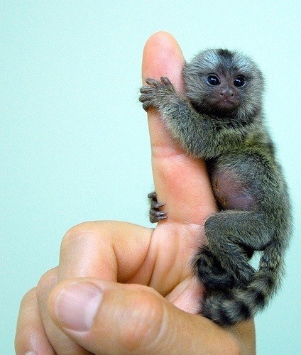 Photo:  Pocket Monkey